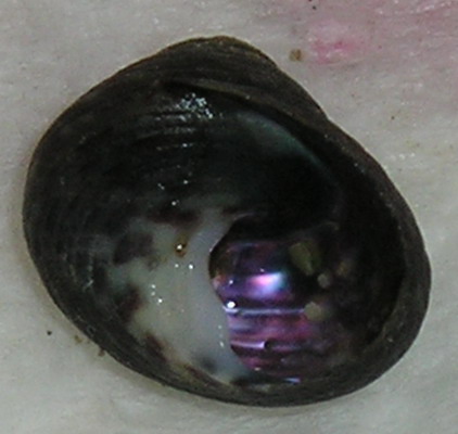 Osilinus lineatus